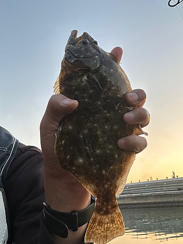 ヒラメの釣果