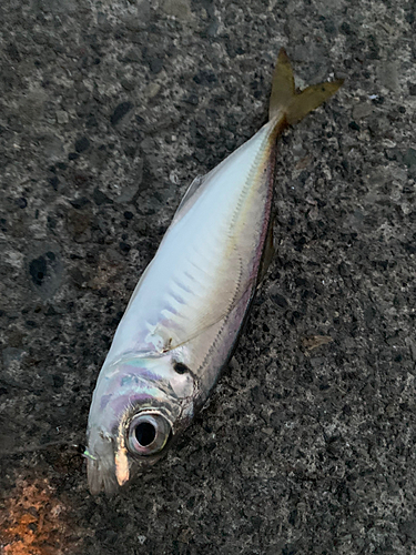 マアジの釣果