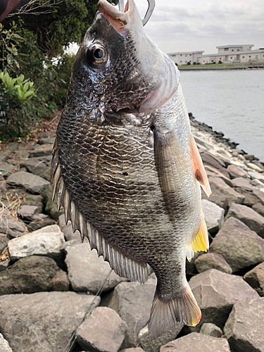 キビレの釣果