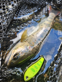 アマゴの釣果