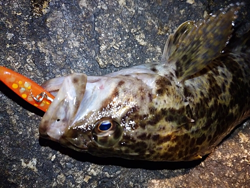 タケノコメバルの釣果