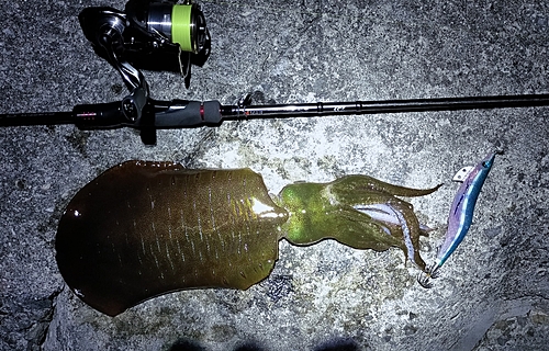 アオリイカの釣果