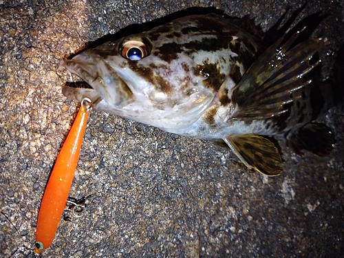 タケノコメバルの釣果