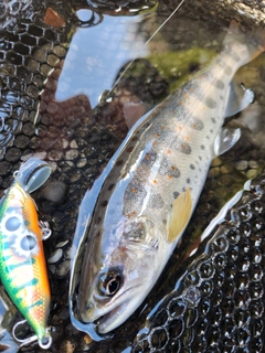 アマゴの釣果