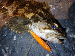 タケノコメバルの釣果