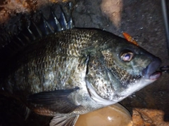 チヌの釣果