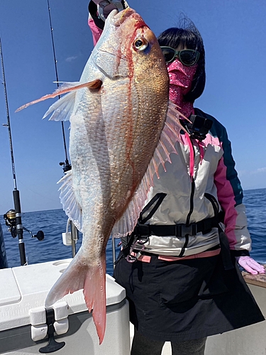 マダイの釣果