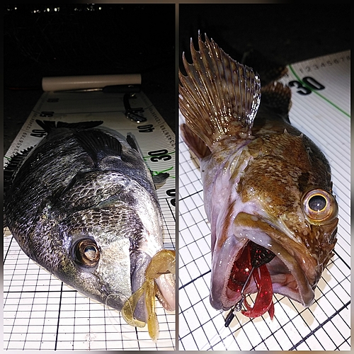 クロダイの釣果