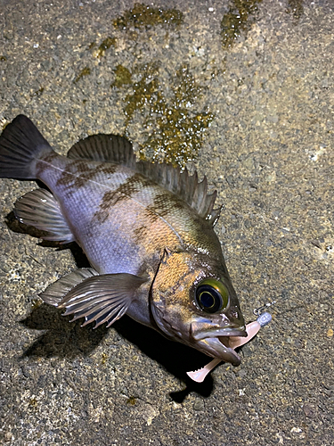 メバルの釣果