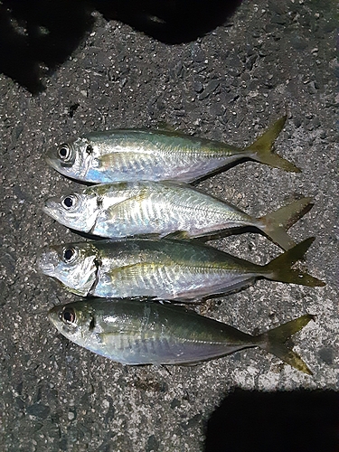 アジの釣果