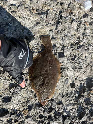 カレイの釣果