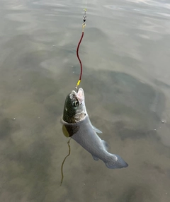 ニジマスの釣果