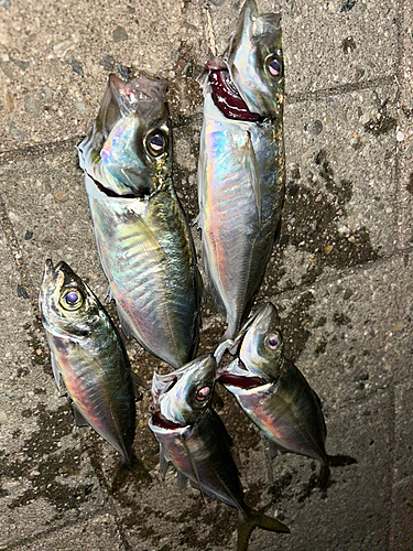 アジの釣果