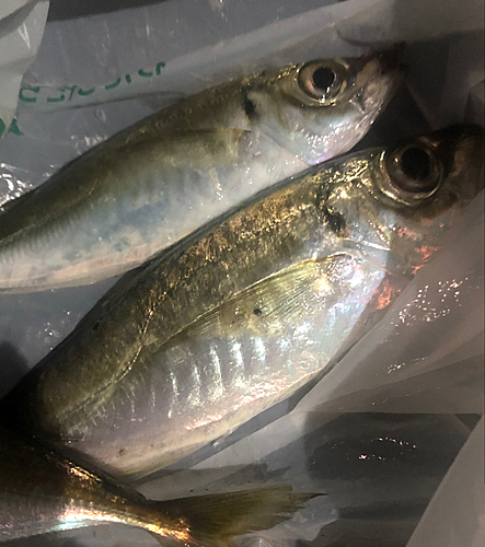 アジの釣果