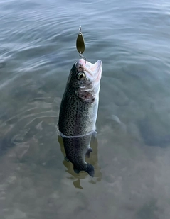 ニジマスの釣果