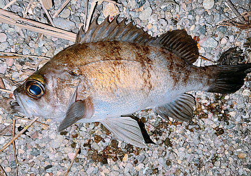 シロメバルの釣果