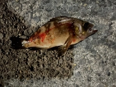メバルの釣果