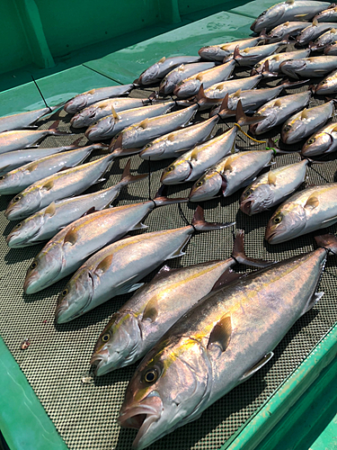 カンパチの釣果