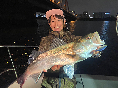 シーバスの釣果