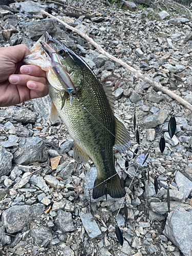 ブラックバスの釣果