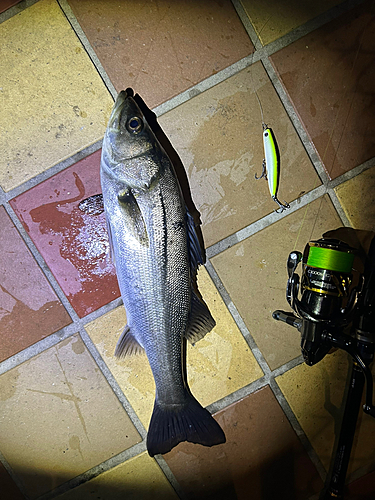 シーバスの釣果