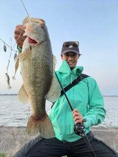 ブラックバスの釣果