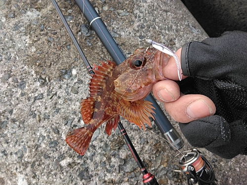 ガシラの釣果