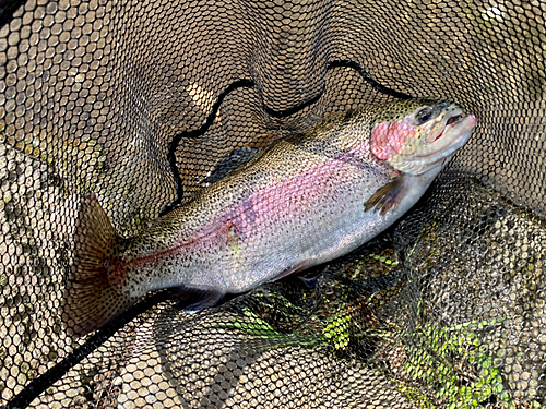 ニジマスの釣果