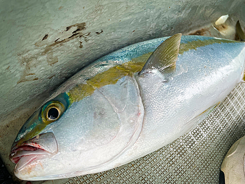 ヒラマサの釣果