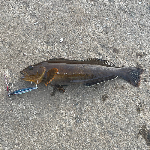 アイナメの釣果