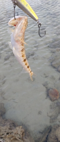 エソの釣果