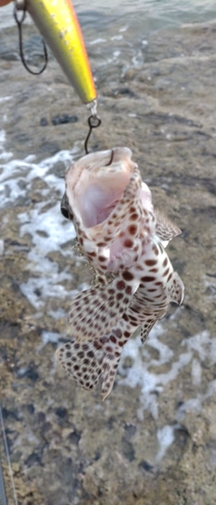 カンモンハタの釣果