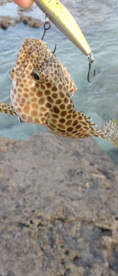 カンモンハタの釣果