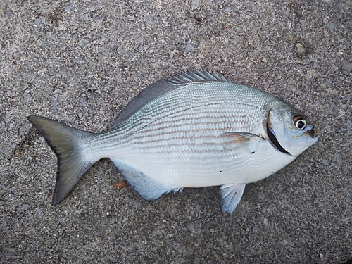 イスズミの釣果