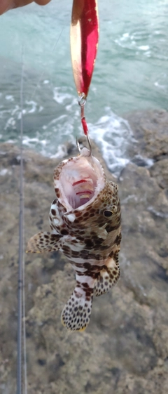 カンモンハタの釣果