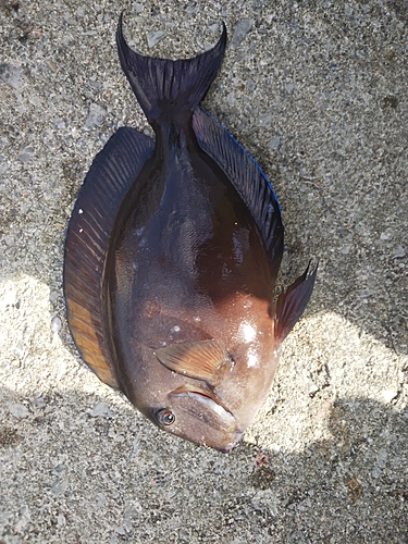 トカジャーの釣果