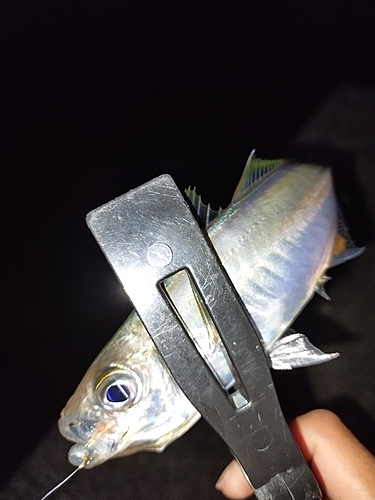 釣果