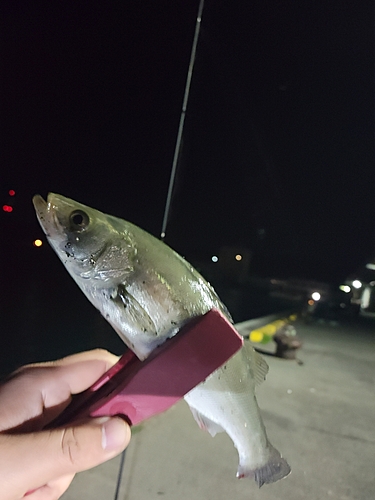 セイゴ（マルスズキ）の釣果