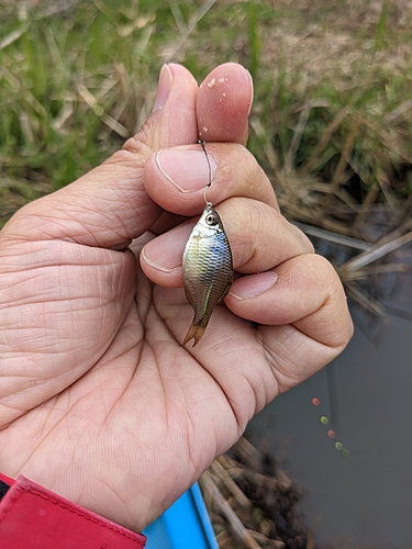 タナゴの釣果