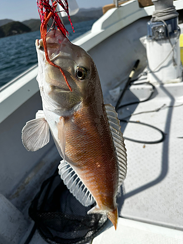 シロアマダイの釣果