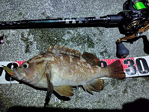 エゾメバルの釣果