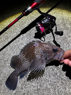 マゾイの釣果