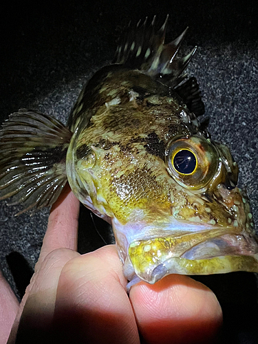 カサゴの釣果