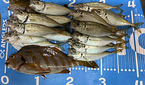 アジの釣果