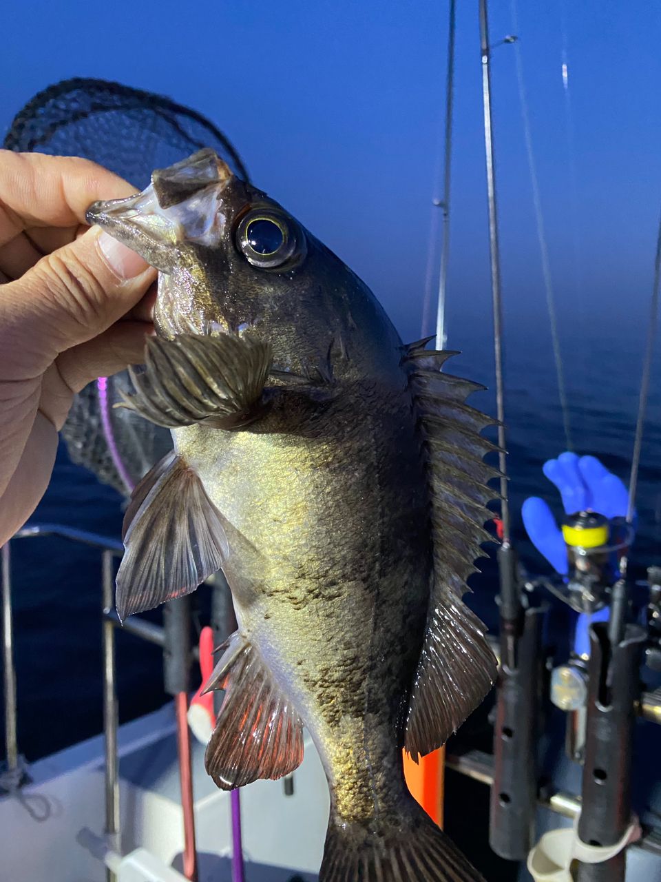 なにしとん？チャンネル しんやさんの釣果 1枚目の画像