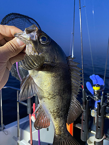 メバルの釣果