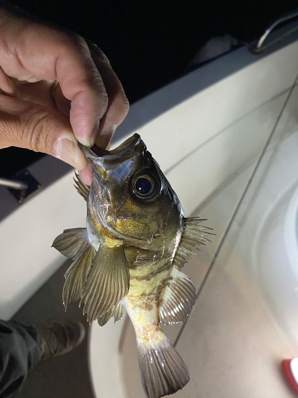 なにしとん？チャンネル しんやさんの釣果 2枚目の画像