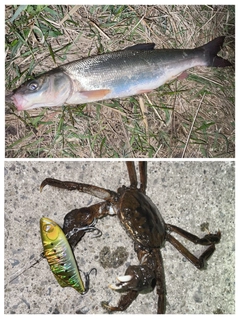 マルタウグイの釣果
