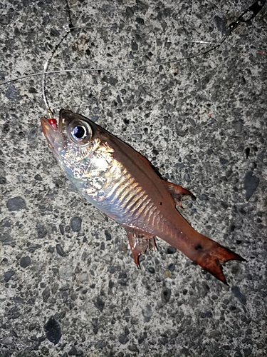 ネンブツダイの釣果