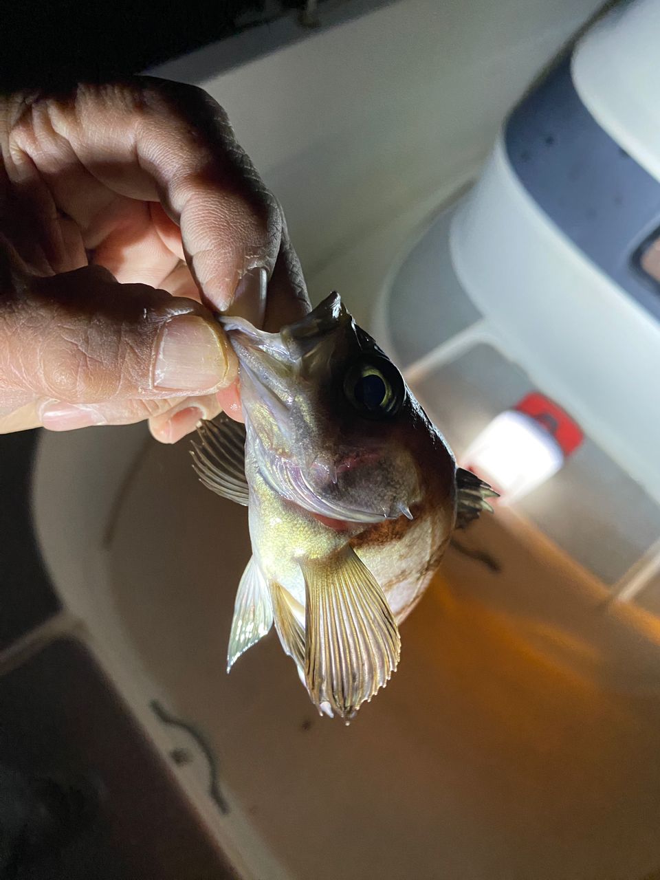 なにしとん？チャンネル しんやさんの釣果 3枚目の画像